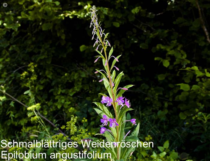 Weidenroeschen             20070906