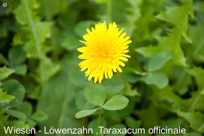 Wiesenloewenzahn  20070906