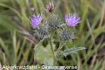 Ackerkratzdiestel          20070906