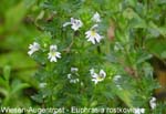 Augentrostwiesen       20070906