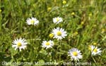 Gaensebluemchen                20070906