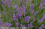 Lavendel                        20070906