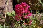 Spornblume                   20070906