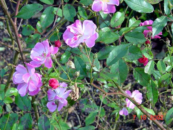 parc_de_la_ville2003 (30)