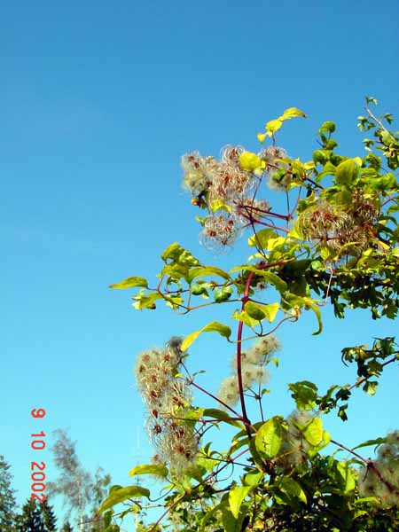 parc_de_la_ville2003 (36)