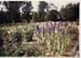 Jardins Educatifs 1963 14