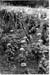 Jardins Educatifs 1963 25