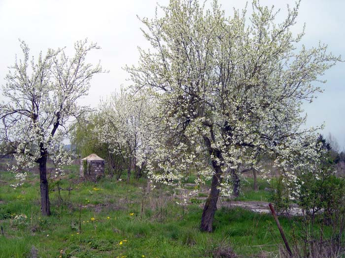 nonnewisen200504003