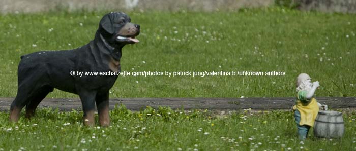 20080814burgronn012