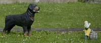 20080814burgronn012