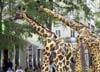 20090905_escher_kultu#65D6C