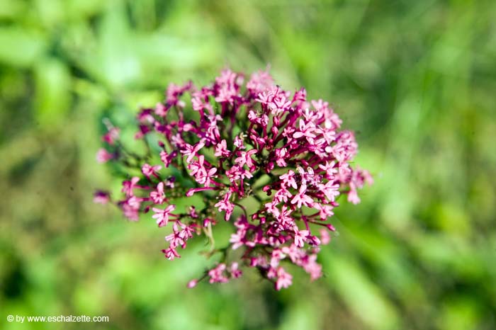 nature200509010